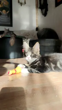 Kocurek rasy Maine Coon 2