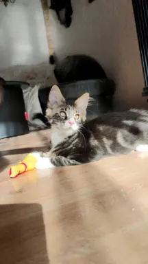 Kocurek rasy Maine Coon 3