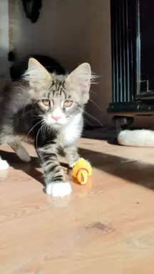 Kocurek rasy Maine Coon 4