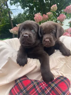 Szczenięta Czekoladowe 10