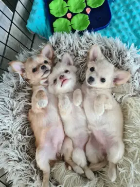 Chihuahua FCI z domowej hodowli, suczka i piesek długowłosy 3