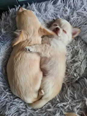 Chihuahua FCI z domowej hodowli, suczka i piesek długowłosy 4