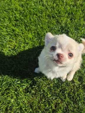 Chihuahua FCI z domowej hodowli, suczka i piesek długowłosy 9