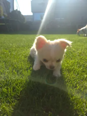 Chihuahua FCI z domowej hodowli, suczka i piesek długowłosy 10