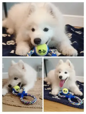 Szczeniak Samoyed piesek 5 miesięcy 5