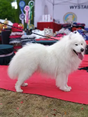 Szczeniak Samoyed piesek 5 miesięcy 7
