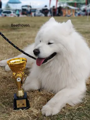 Szczeniak Samoyed piesek 5 miesięcy 8