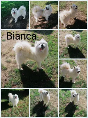 Szczeniak Samoyed piesek 5 miesięcy 9