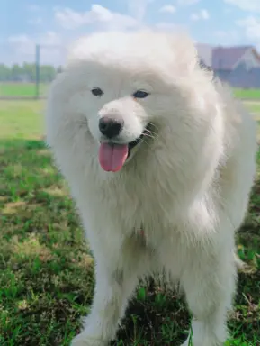 Szczeniak Samoyed piesek 5 miesięcy 10