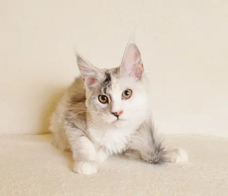 Śliczna koteczka Maine Coon- legalna hodowla rodowód PZF/WCF 8