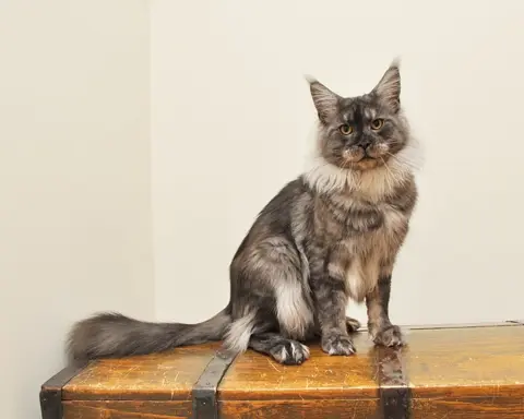 Śliczna koteczka Maine Coon- legalna hodowla rodowód PZF/WCF 9