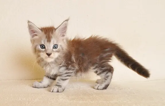 Śliczna koteczka Maine Coon- legalna hodowla rodowód PZF/WCF 3
