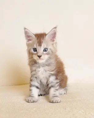 Śliczna koteczka Maine Coon- legalna hodowla rodowód PZF/WCF 1