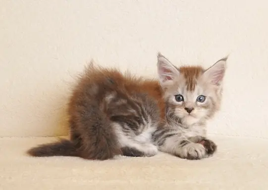 Śliczna koteczka Maine Coon- legalna hodowla rodowód PZF/WCF 4