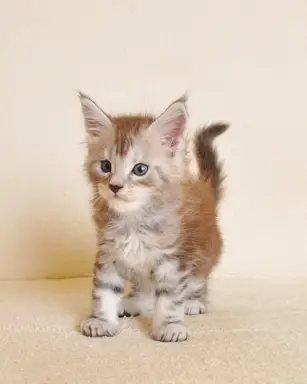 Śliczna koteczka Maine Coon- legalna hodowla rodowód PZF/WCF 5