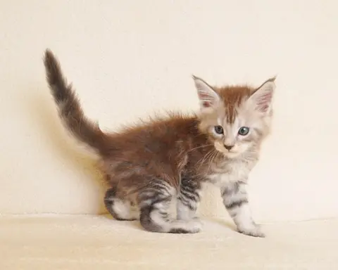 Śliczna koteczka Maine Coon- legalna hodowla rodowód PZF/WCF 6