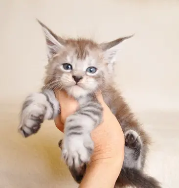 Śliczna koteczka Maine Coon- legalna hodowla rodowód PZF/WCF 7