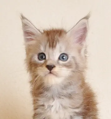 Śliczna koteczka Maine Coon- legalna hodowla rodowód PZF/WCF 2