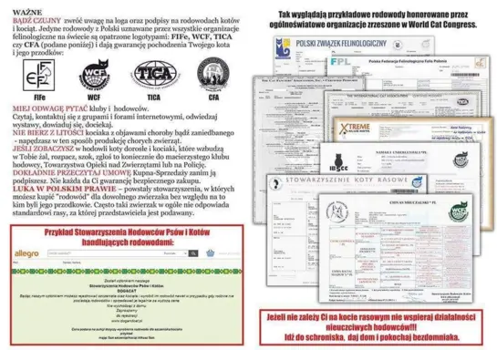 Prześliczny kocurek shaded do HODOWLI 10