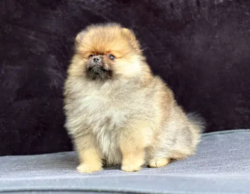 Szpic Miniaturowy, Pomeranian 2