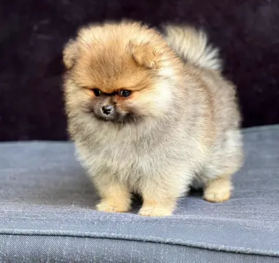 Szpic Miniaturowy, Pomeranian 1