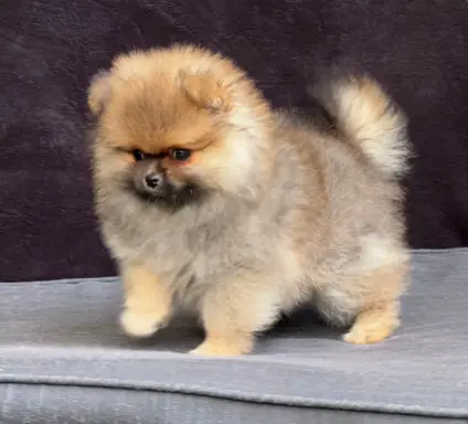 Szpic Miniaturowy, Pomeranian 3