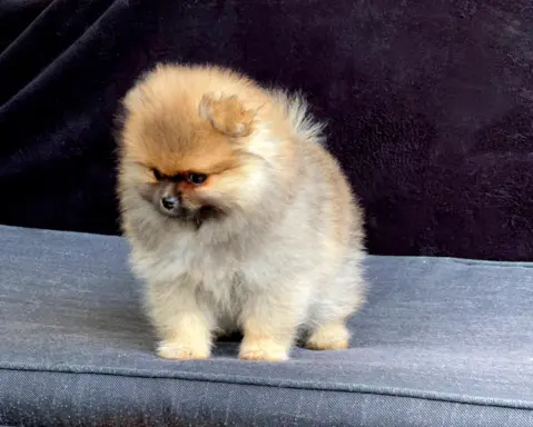 Szpic Miniaturowy, Pomeranian 4