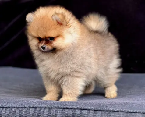 Szpic Miniaturowy, Pomeranian 5