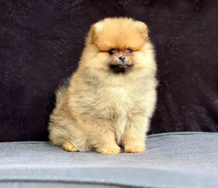 Szpic Miniaturowy, Pomeranian 6