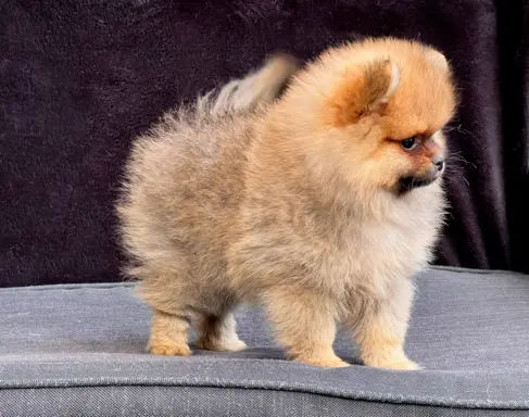 Szpic Miniaturowy, Pomeranian 7
