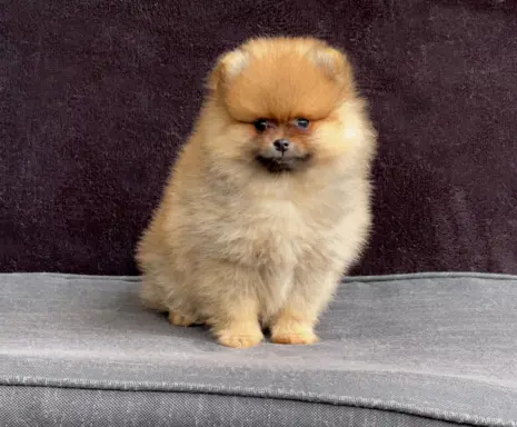 Szpic Miniaturowy, Pomeranian 8