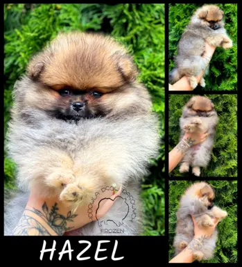 Szpic Miniaturowy, Pomeranian 9