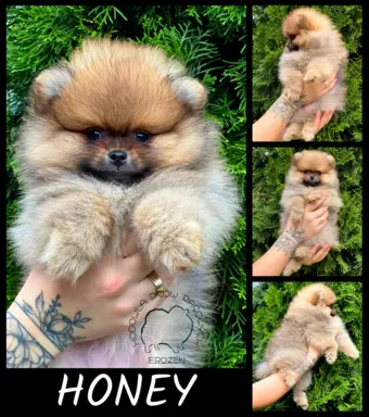 Szpic Miniaturowy, Pomeranian 10