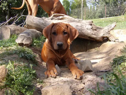 Szkolenie gratis. Szczenięta Rhodesian Ridgeback ZKwP/FCI 2
