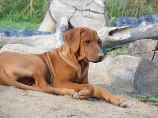 Szkolenie gratis. Szczenięta Rhodesian Ridgeback ZKwP/FCI 4