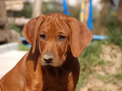 Szkolenie gratis. Szczenięta Rhodesian Ridgeback ZKwP/FCI 1