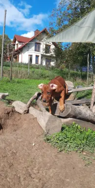Szkolenie gratis. Szczenięta Rhodesian Ridgeback ZKwP/FCI 7