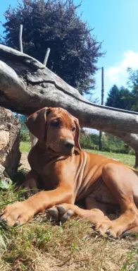 Szkolenie gratis. Szczenięta Rhodesian Ridgeback ZKwP/FCI 5