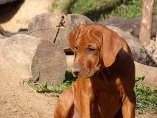 Szkolenie gratis. Szczenięta Rhodesian Ridgeback ZKwP/FCI 6