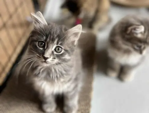 Kot bez ogona Kurylski Bobtail 1