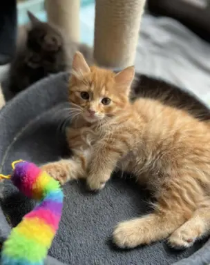 Kot bez ogona Kurylski Bobtail 2