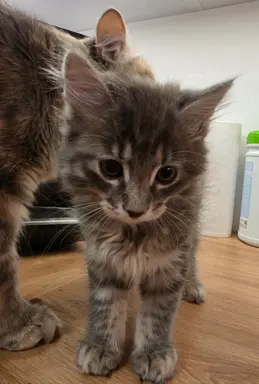 Kot bez ogona Kurylski Bobtail 4