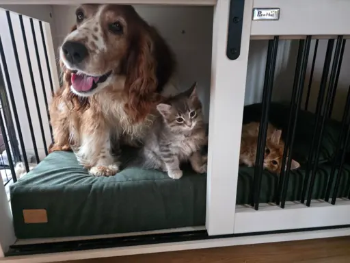 Kot bez ogona Kurylski Bobtail 5