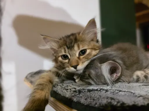 Kot bez ogona Kurylski Bobtail 6