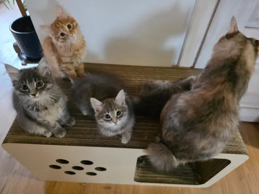 Kot bez ogona Kurylski Bobtail 7
