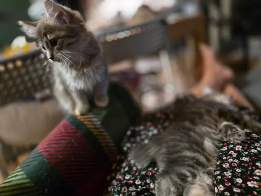 Kot bez ogona Kurylski Bobtail 9