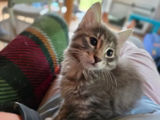 Kot bez ogona Kurylski Bobtail 10