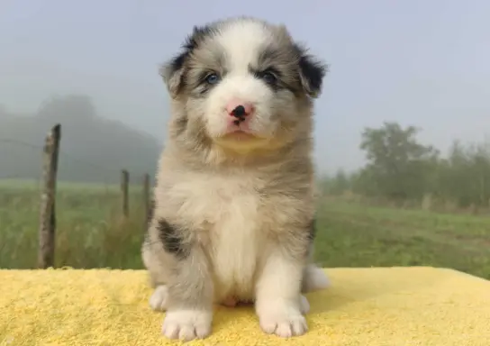 Samiec BORDER COLLIE z Hodowli - Rasowy z pełną dok. 3