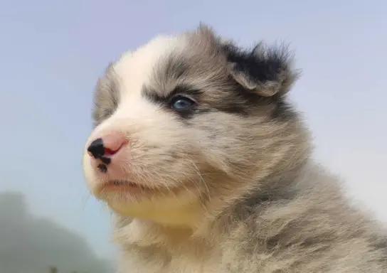 Samiec BORDER COLLIE z Hodowli - Rasowy z pełną dok. 1