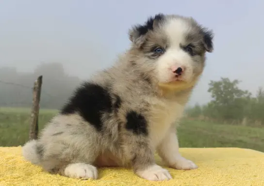 Samiec BORDER COLLIE z Hodowli - Rasowy z pełną dok. 2
